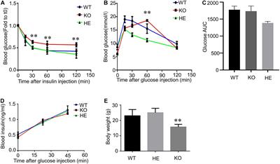 CFTR Deficiency Affects Glucose Homeostasis via Regulating GLUT4 Plasma Membrane Transportation